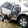 white police interceptor with dog jumping out of k-9 transportation in the back