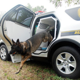 white police interceptor with dog jumping out of k-9 transportation in the back