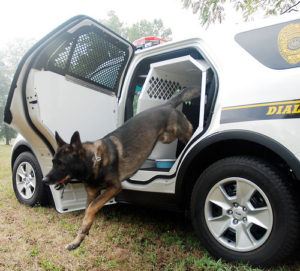 white police interceptor with dog jumping out of k-9 transportation in the back